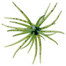 Hideup Kyu Coike Urchin Bait color Watermelon Seed US