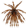 6th Sense Abstract Urchin Bait color Wakasagi