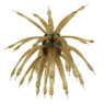 6th Sense Abstract Urchin Bait color Watermelon Candy