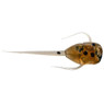 13 Fishing Paralyzer Superior Soft Plastics color Panfish Whiskey