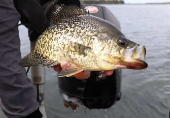 Crappie & Panfish