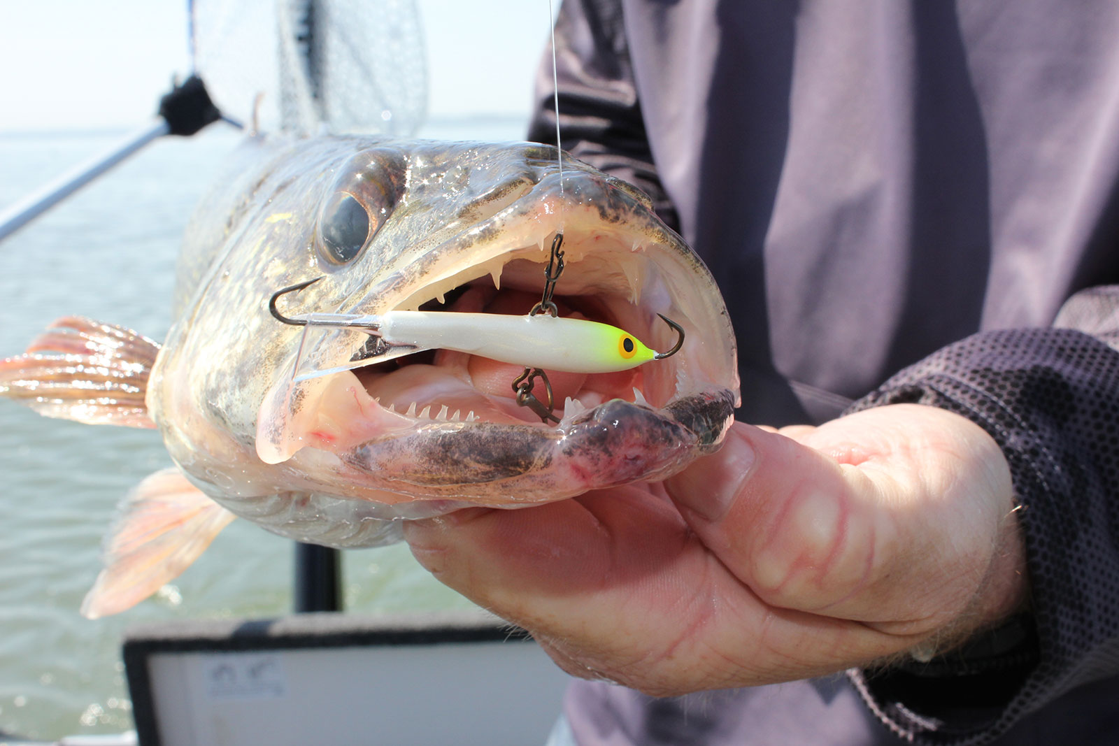 Rapala Jigging Rap Set Up for Walleye!  🐟Walleye Wednseday! 🪝Here's my  go-to Rapala Jigging Rap set-up for walleye fishing in shallow to mid range  water. This can be a whole seminar