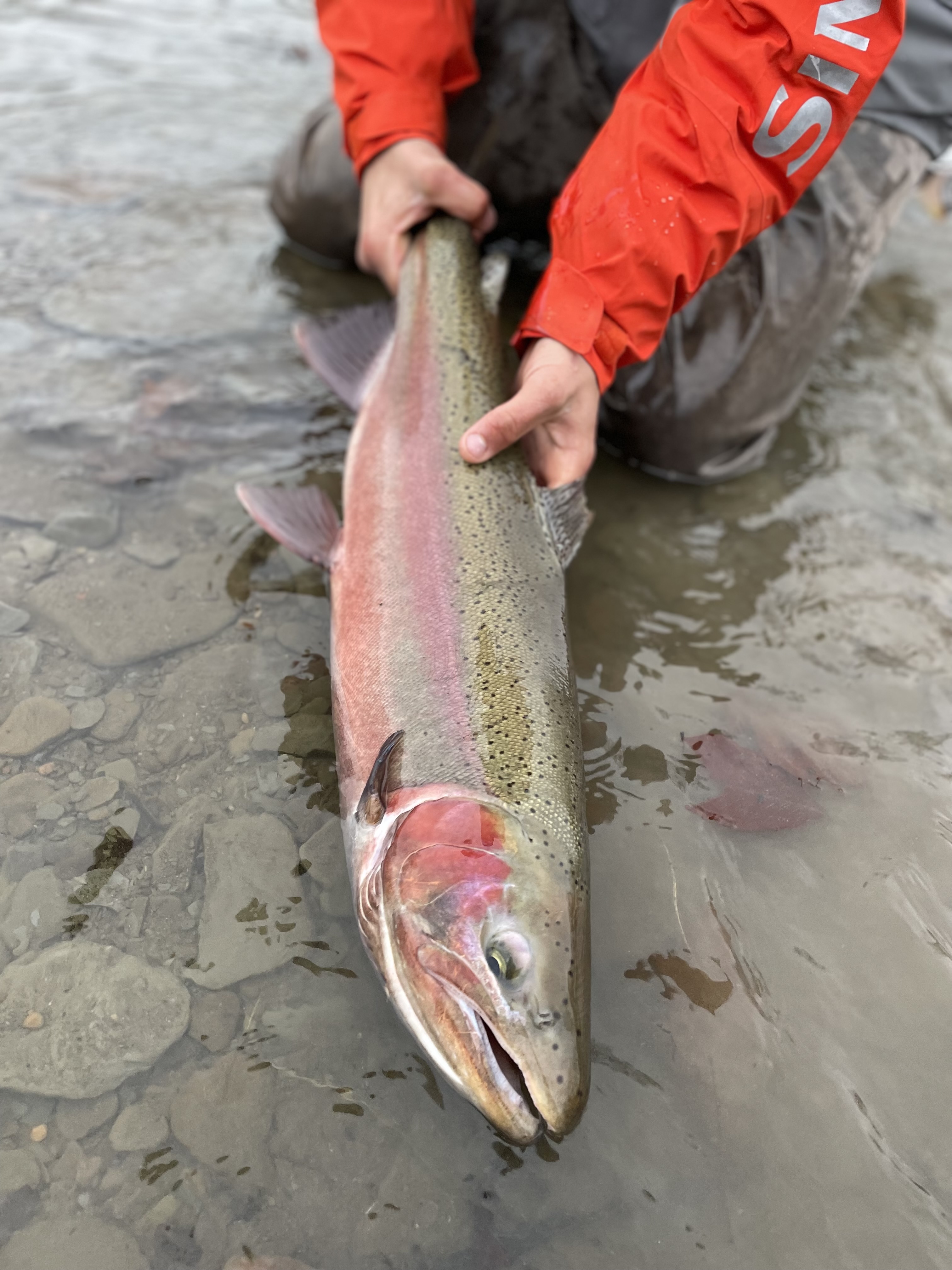 Steelhead Alley - Everything You Need To Know About This World Class  Fishery - FishUSA