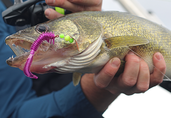 Walleye