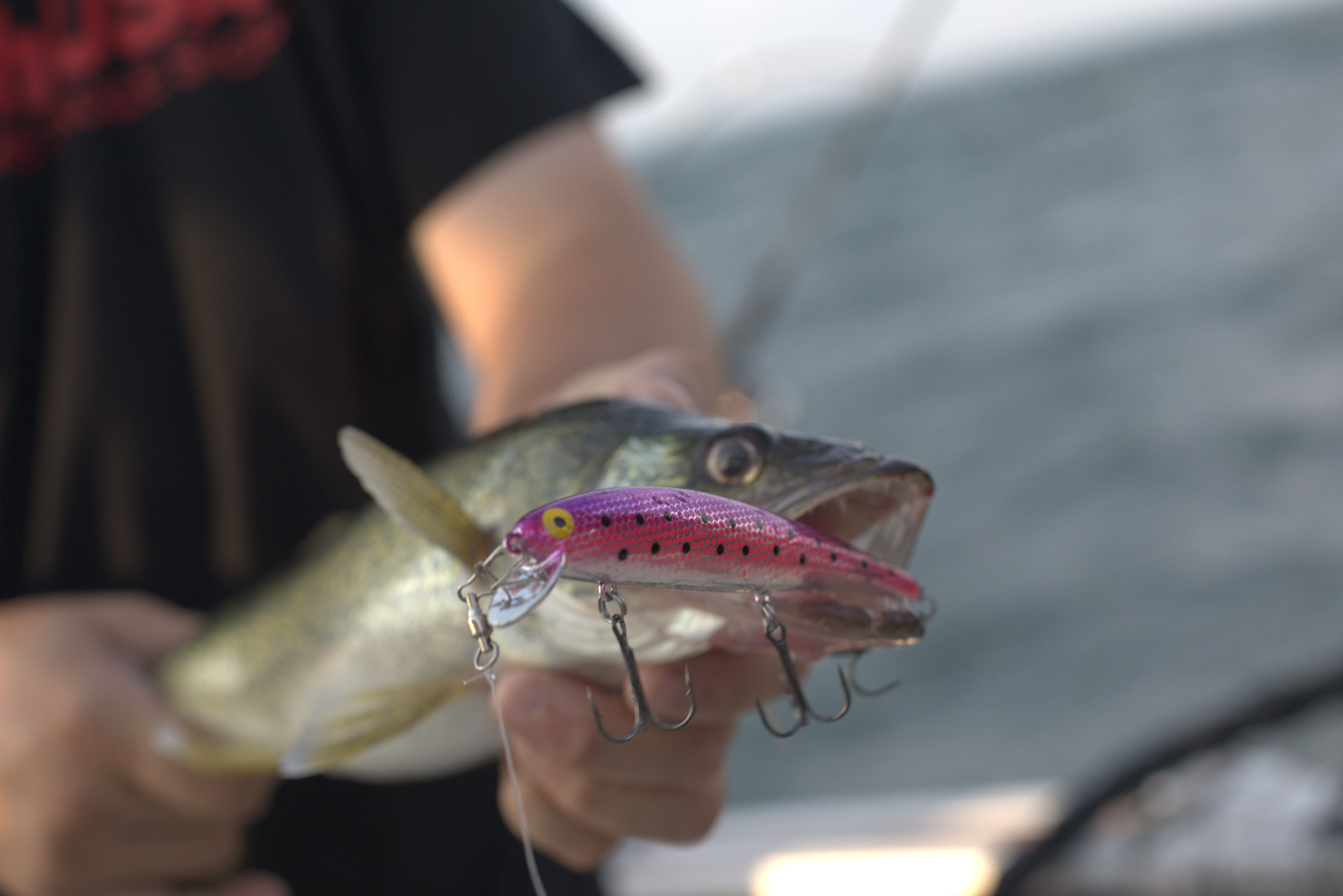 Walleye caught trolling a diver and crankbait combination