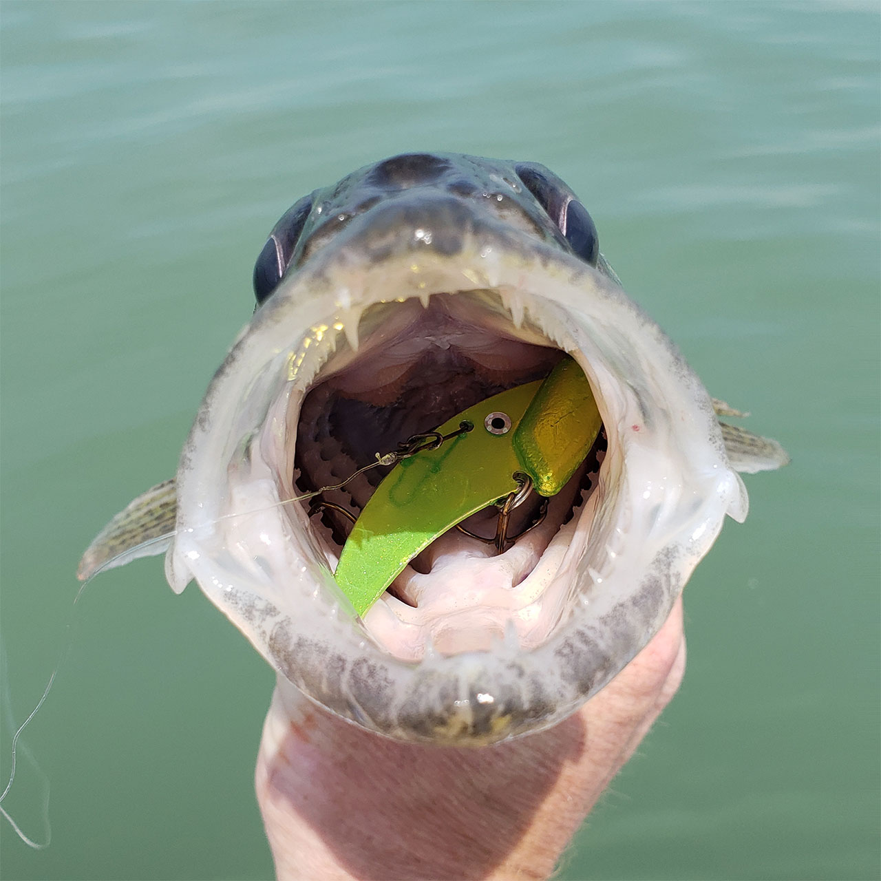 Captain Jay's Blade Baits Golden Shiner; 1/2 oz.