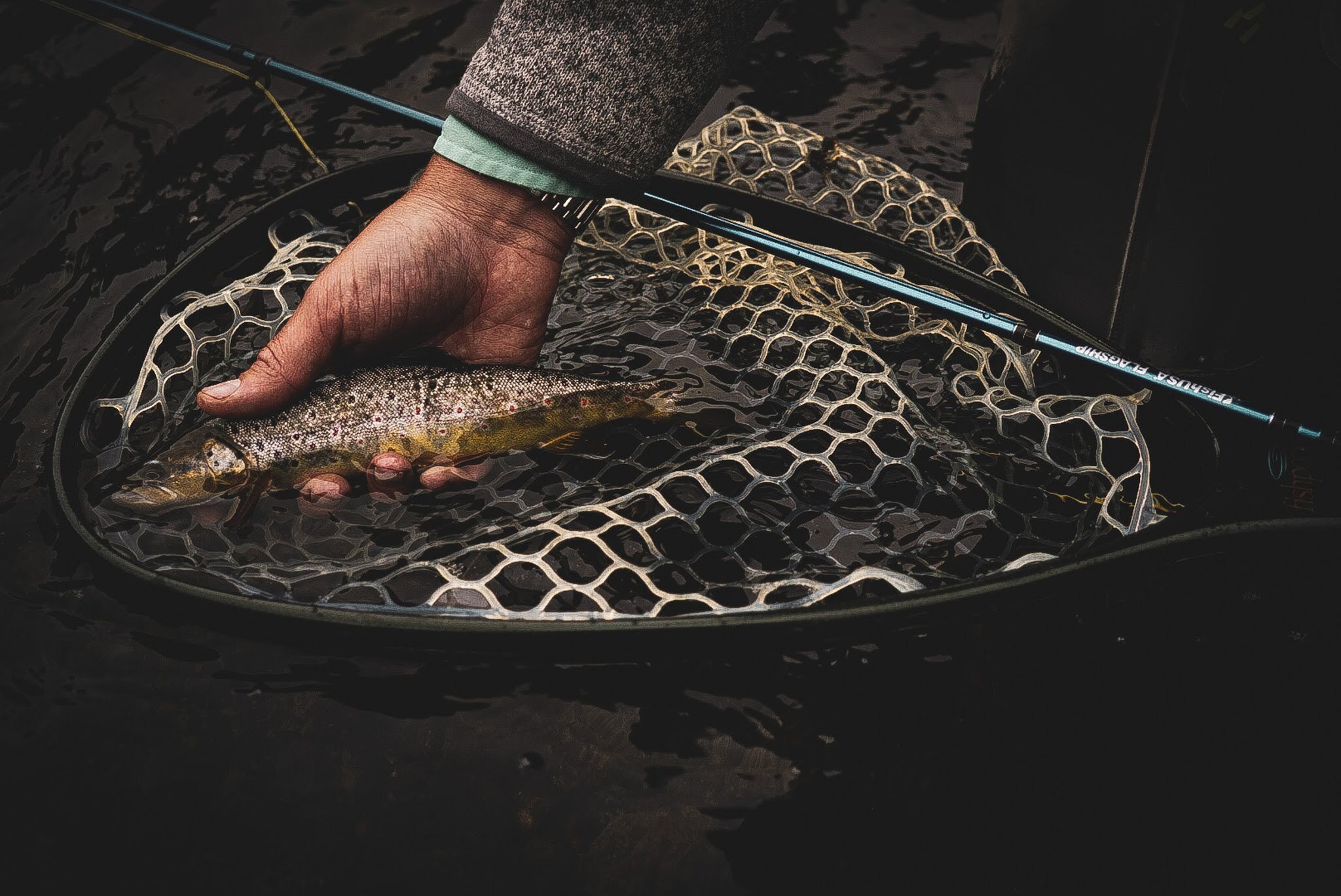 Wild brown trout caught in a small stream, held low over the water for release