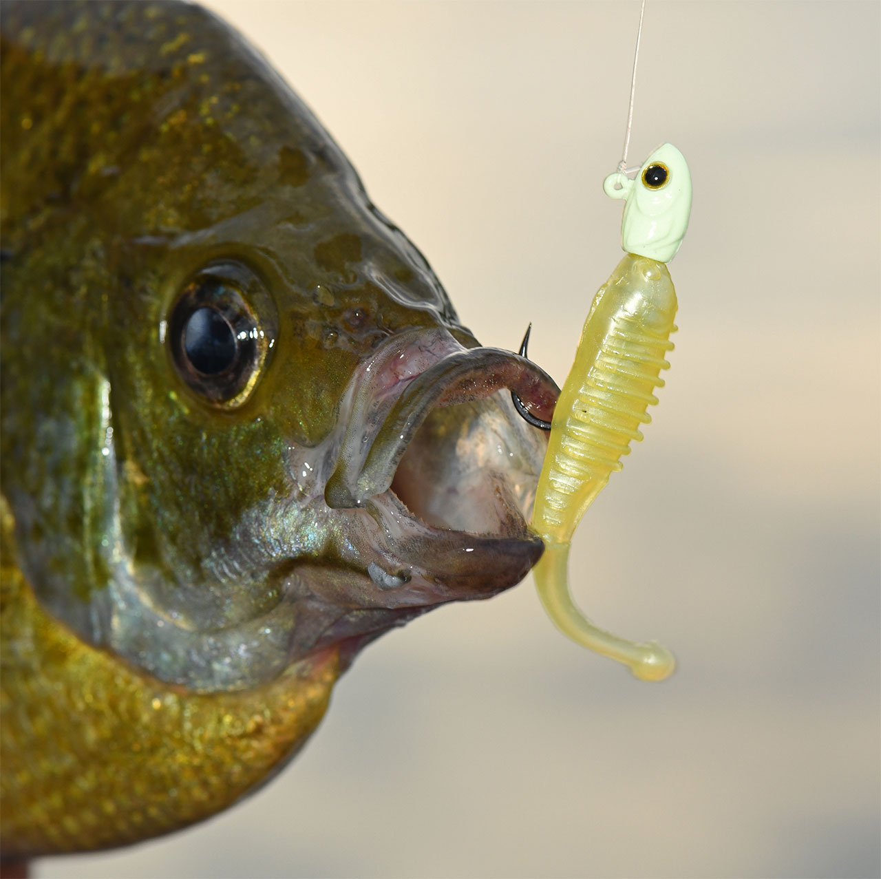 Z-Man Baby BallerZ | FishUSA