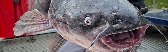 Best Catfish Rigs: How to Tie, When to Use, and Why They Work - FishUSA
