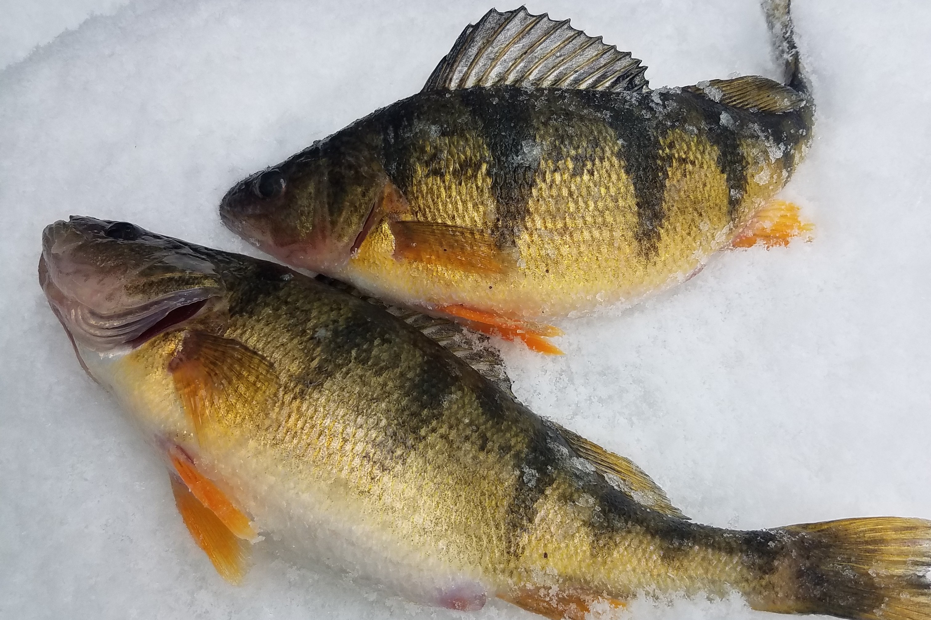 https://cdn11.bigcommerce.com/s-s2ydjd5yv9/product_images/uploaded_images/ice-fishing-perch.jpeg