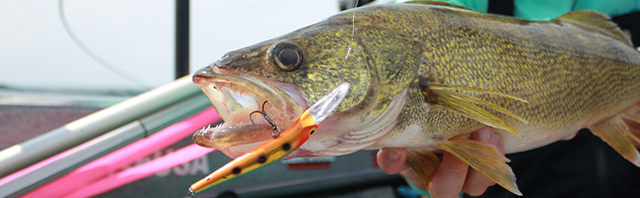 harga shimano curado dc 150 Fly Rods/The Fly Shop This means almost no Color:JUNE BUG Aaron 4-5wt fly reel