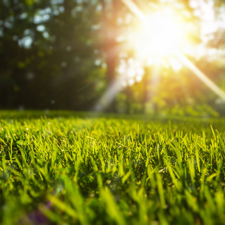 6 Summer Lawn Care Tips