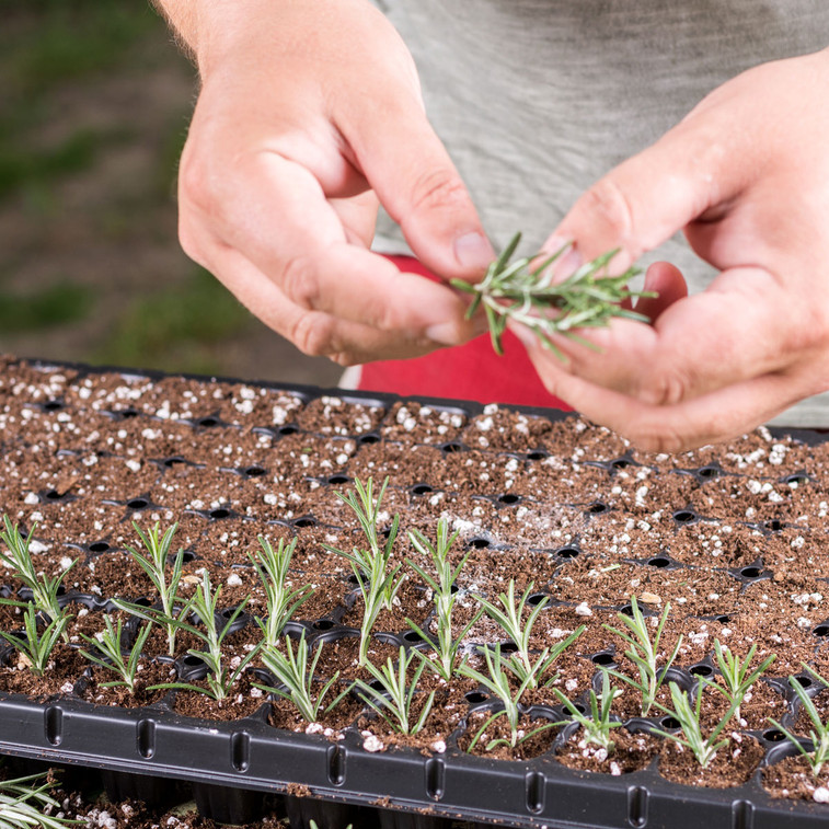 Master the Art of Plant Propagation