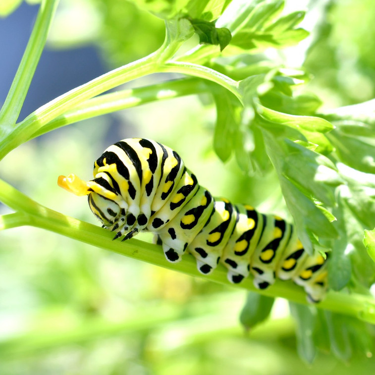 The magical wonders of neem!