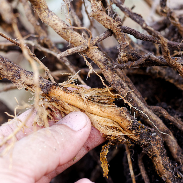 Battling Disease: 'Root Rot' Revealed