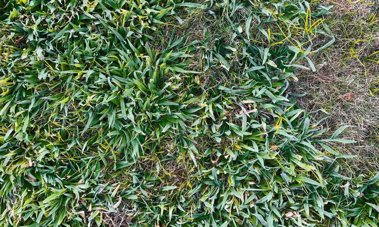 Crab grass taking over the backyard of a Queensland home in September, the result of a pre-emergent applied too late
