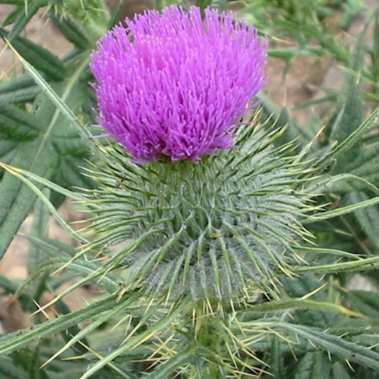 Thistles