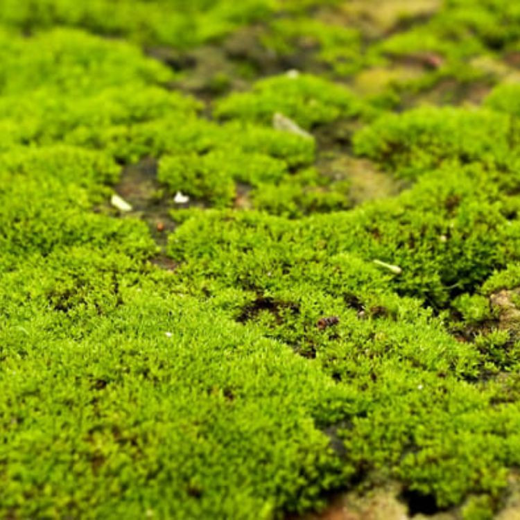 Moss