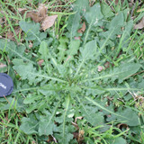 Cats Ear