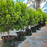 XHD Woven Plastic Plant Bag with 4 Handles, 200L