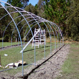 6m Wide Classic Tunnelhouse 6m Wide Classic Tunnelhouse