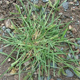 Crowsfoot Grass