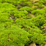 Moss