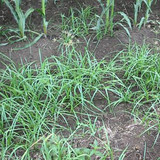 Nutgrass