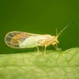Are you battling with bugs in your garden?