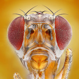 Battling Pests: Fruit Flies
