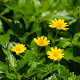 Battling Weeds: Singapore Daisy Control