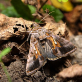 Battling Pests: Fruit Piercing Moth