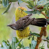 The Role of Native Plants in Attracting Birds and Wildlife