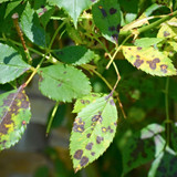 ​Tombstone Duo Fungicide: The Ultimate Disease Control for Home Gardeners and Turf Enthusiasts