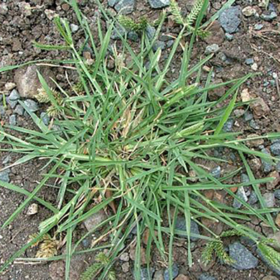 Crowsfoot Grass