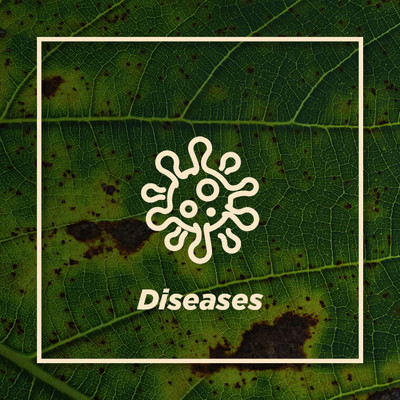 Disease Problem Solver