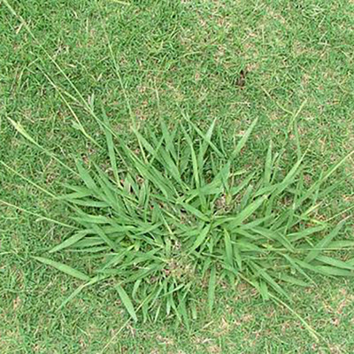 Paspalum Grass