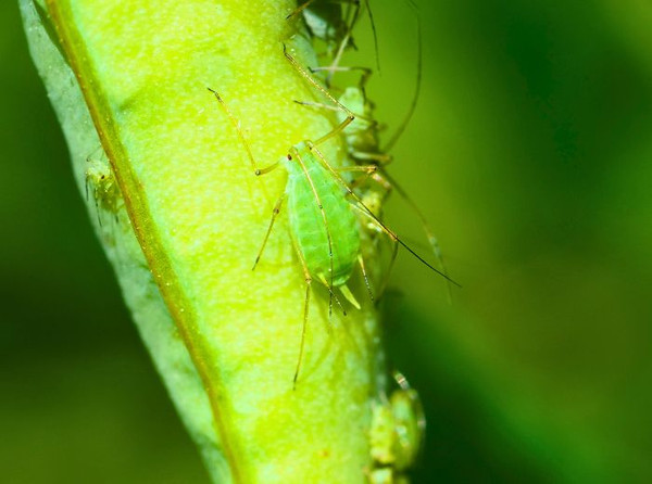 Scale & Aphids on Citrus in Winter: How to Knock Them Down Before Spring (Australia)