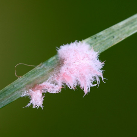 Battling Disease: Fight Common Winter Lawn Diseases