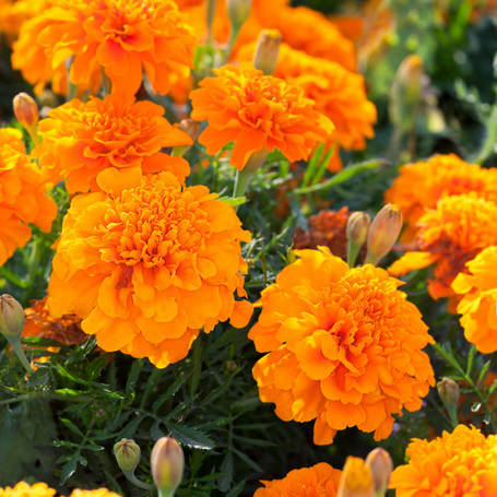 Blooming Marvels: Planting Spring Flowers