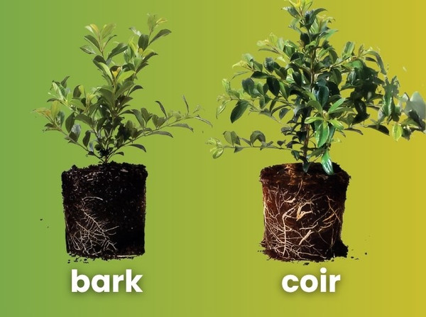 How to Use Coco Coir in Your Garden: Pots, Raised Beds, and Seed Raising