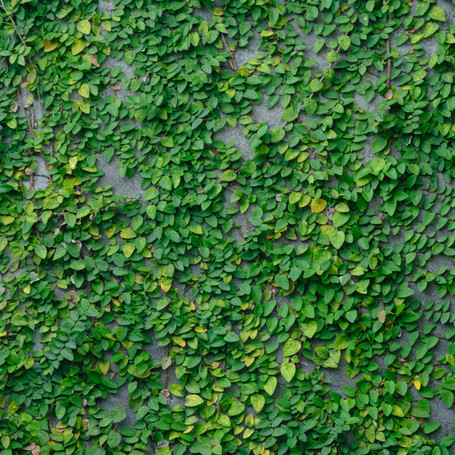 Creeping Fig (Ficus pumila): To Plant or Not to Plant?