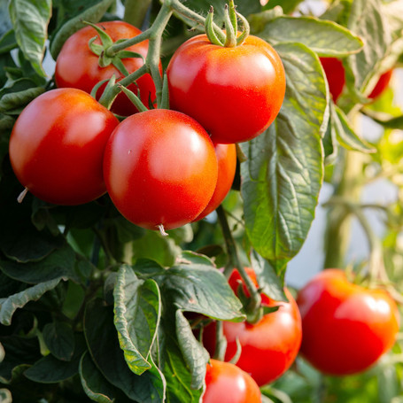 Growing What You Love: How to Choose Crops for Your Garden