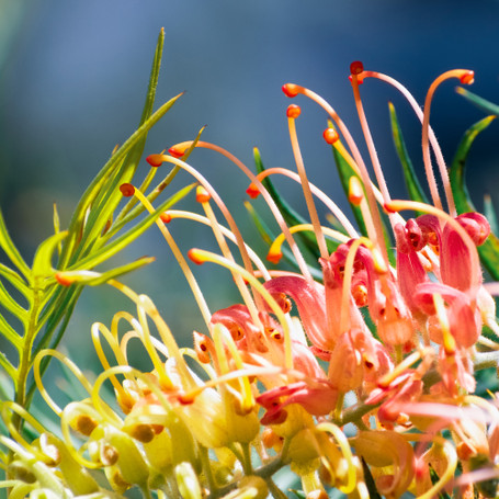 Growing a Vibrant Garden in the Australian Summer