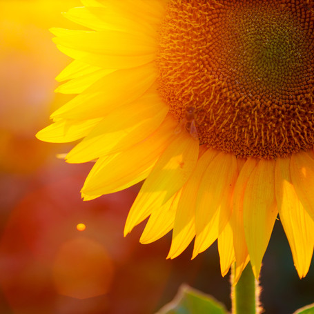 Miracle-Gro for Home Gardeners - Why It's the Right Choice