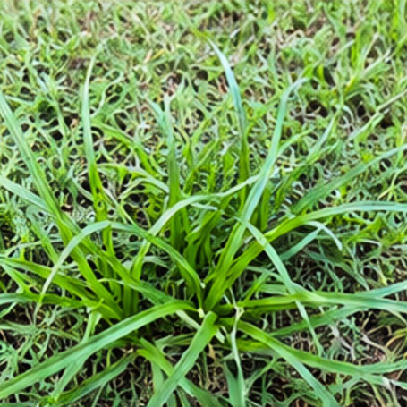 Nutgrass in Your Lawn: Why It Keeps Coming Back (and How to Actually Kill It).