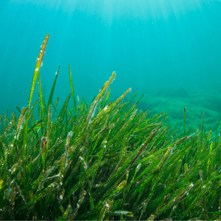 Liquid Seaweed for Lawns: Your Australian Summer Survival Guide