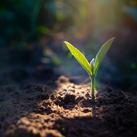 Starting Strong: A Beginner's Guide to Understanding Garden Soil