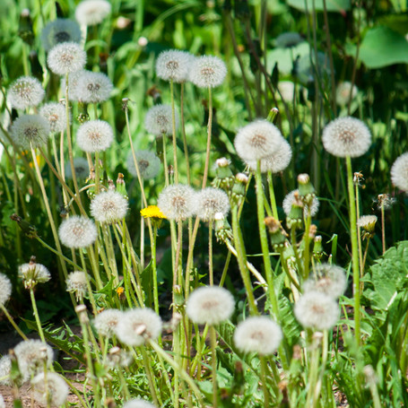 Excessive Rain = Weed Explosion. Here's How to Stay in Control