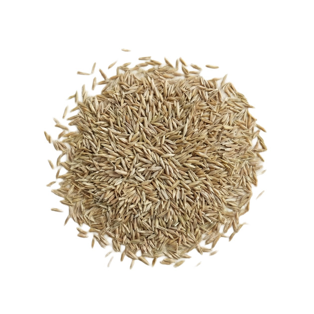 Overseeding Grass Seed Blend